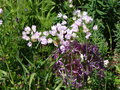 vignette Allium roseum - Ail rose
