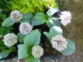vignette Allium karataviense
