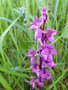 vignette orchis mascula /orchis mle