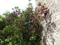 vignette Crinodendron hoockerianum