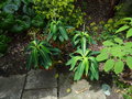 vignette Euphorbia stygiana et Brassaiopsis mitis