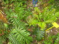 vignette Blechnum chilensis et magellanicum