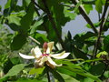 vignette Magnolia officinalis
