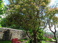 vignette Cinnamomum camphora - Camphrier, arbre  camphre
