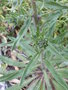vignette Echium vulgare/viprine commune (dtail)