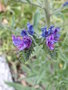 vignette Echium vulgare/viprine commune (fleurs)