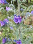 vignette Echium vulgare/viprine commune (fleurs)
