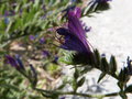 vignette Echium vulgare/viprine commune (fleur)