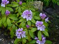 vignette Rhododendron Blue jay au 29 05 14
