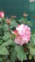vignette rosier  buisson bicolore