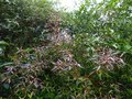 vignette Rhododendron Lutescens au beau feuillage color au 29 05 14