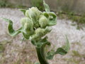 vignette Andryala integrifolia