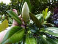 vignette Magnolia Grandiflora Exmouth gros plan de son norme bouton floral au 31 05 14