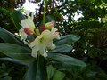 vignette Rhododendron Wardii goldenstar au 31 05 14