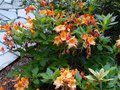vignette Rhododendron Glowing Embers trs parfum au 30 05 14