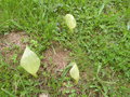 vignette Arum italicum  (inflorescence)