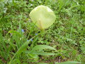 vignette Arum italicum (inflorescence)