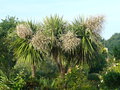 vignette Cordyline australis, mon jardin