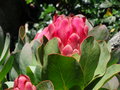 vignette Protea grandiceps - Prote