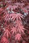 vignette Acer palmatum 'Chitoseyama'