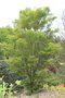 vignette Acer palmatum 'Tennyo-no-hoshi'