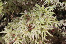 vignette Acer palmatum 'Ukigumo'