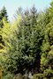 vignette Picea jezoensis