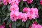 vignette Rhododendron 'Anni'