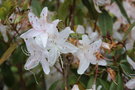 vignette Rhododendron augustinii ssp. hardyi