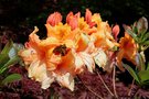 vignette Rhododendron 'Bright Forecast'