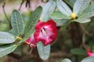 vignette Rhododendron cerasinum