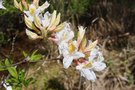 vignette Rhododendron 'Delicatissima'