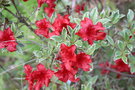 vignette Rhododendron 'Girard's Variegated Hot Shot'