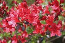 vignette Rhododendron Glendoick Crimson