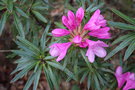 vignette Rhododendron 'Graziella'