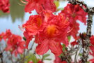 vignette Rhododendron 'Juanita'