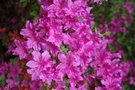 vignette Rhododendron kaempferi  cv.