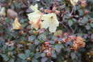vignette Rhododendron keiskei var. ozawae 'Yaku Fairy'