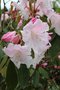 vignette Rhododendron 'Loderi King George'