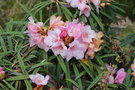 vignette Rhododendron makinoi 'Hosoba'