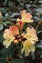 vignette Rhododendron 'Nancy Evans'
