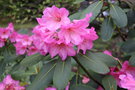 vignette Rhododendron Naomi Group