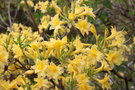 vignette Rhododendron 'Narcissiflorum'