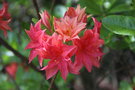 vignette Rhododendron 'Norma'