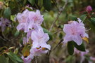 vignette Rhododendron oreotrephes Timeteum Group = R. timeteum