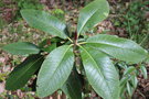 vignette Rhododendron rex ssp. fictolacteum