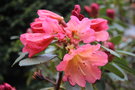 vignette Rhododendron 'September Song'