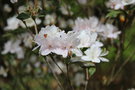 vignette Rhododendron tashiroi