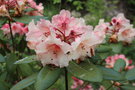 vignette Rhododendron 'Virginia Richard's'