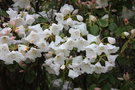 vignette Rhododendron wardii var. puralbum